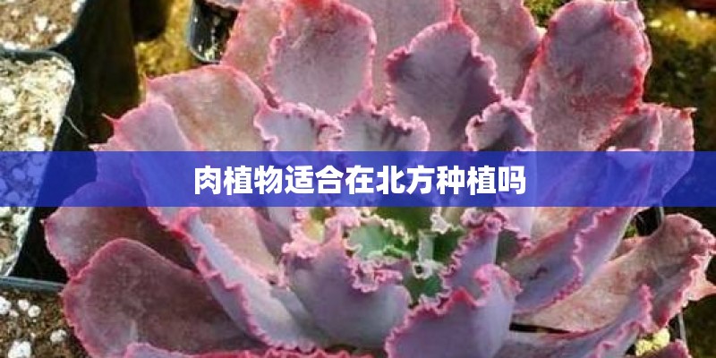 肉植物适合在北方种植吗