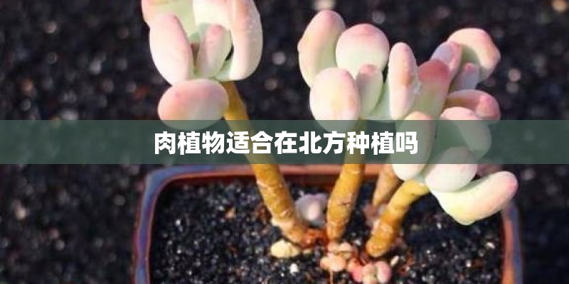 肉植物适合在北方种植吗