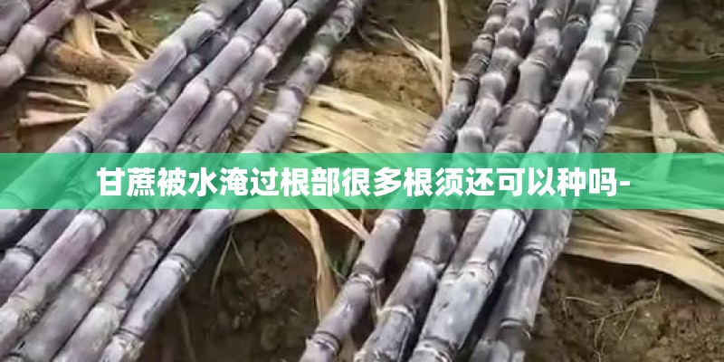 甘蔗被水淹过根部很多根须还可以种吗-