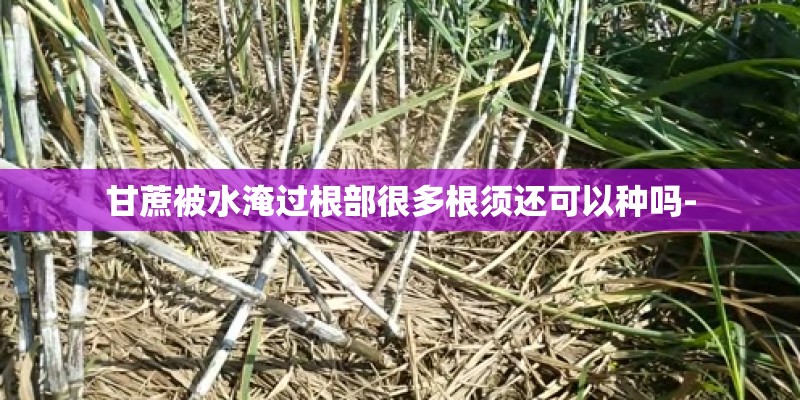 甘蔗被水淹过根部很多根须还可以种吗-