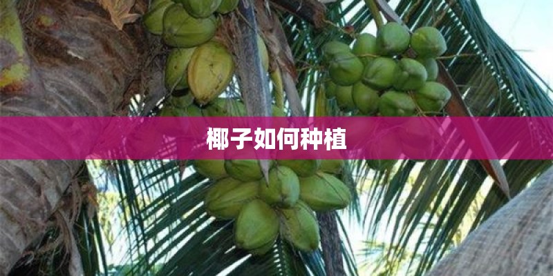 椰子如何种植