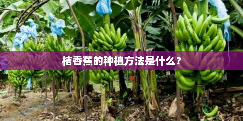 桔香蕉的种植方法是什么？
