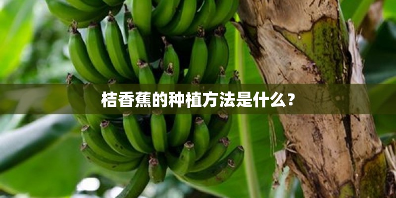 桔香蕉的种植方法是什么？