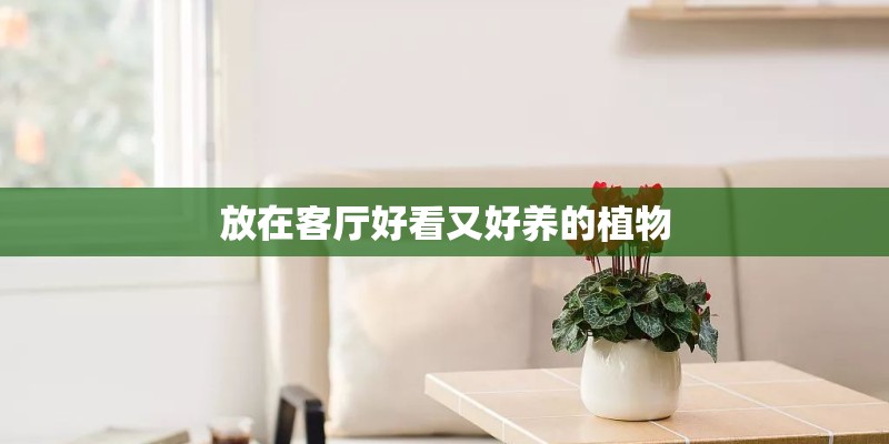 放在客厅好看又好养的植物