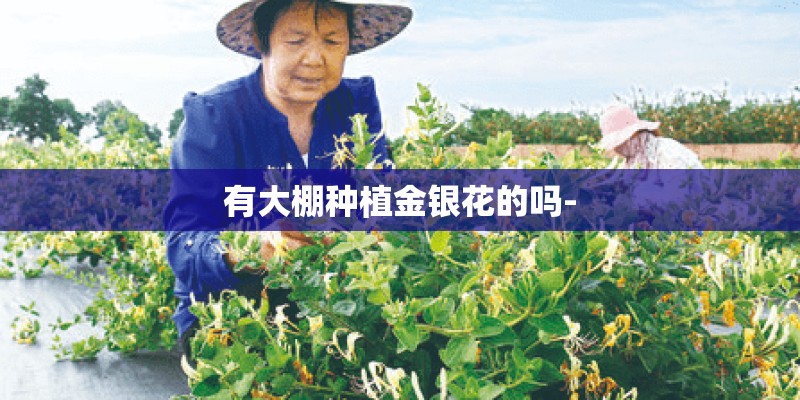 有大棚种植金银花的吗-