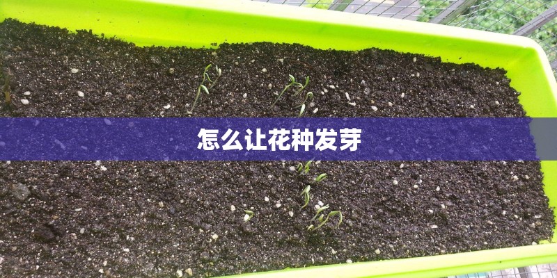 怎么让花种发芽