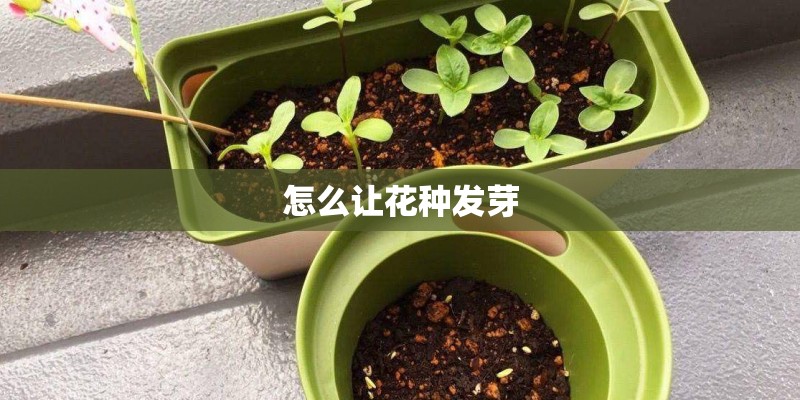 怎么让花种发芽
