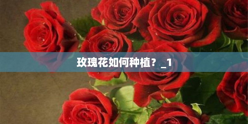 玫瑰花如何种植？_1