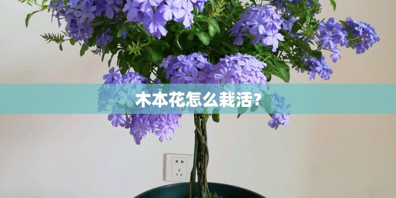木本花怎么栽活？