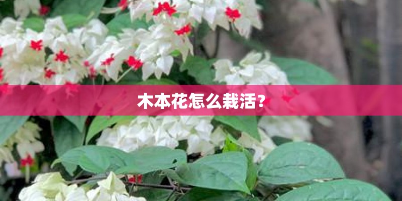 木本花怎么栽活？