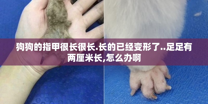 狗狗的指甲很长很长.长的已经变形了..足足有两厘米长,怎么办啊