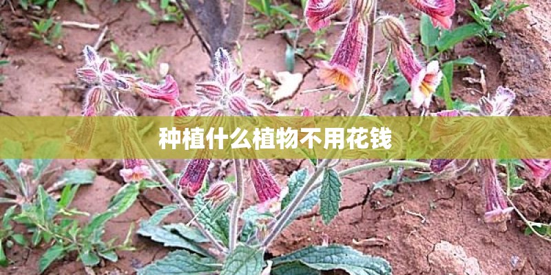 种植什么植物不用花钱