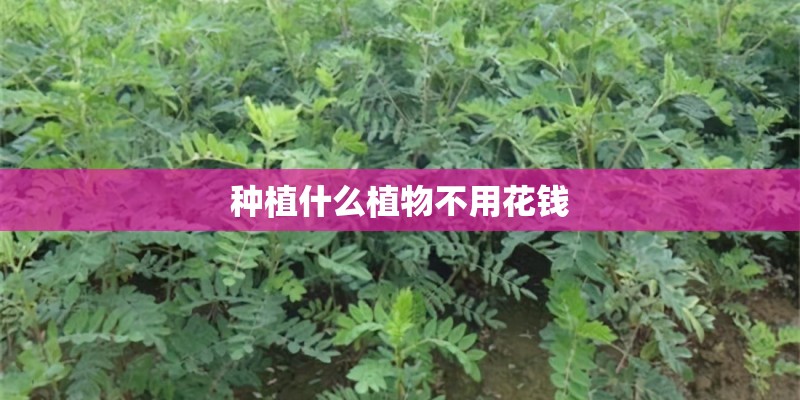 种植什么植物不用花钱