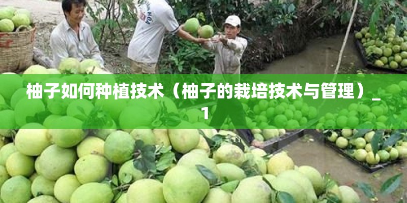 柚子如何种植技术（柚子的栽培技术与管理）_1
