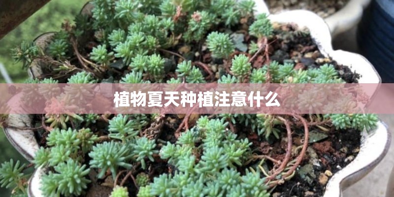 植物夏天种植注意什么