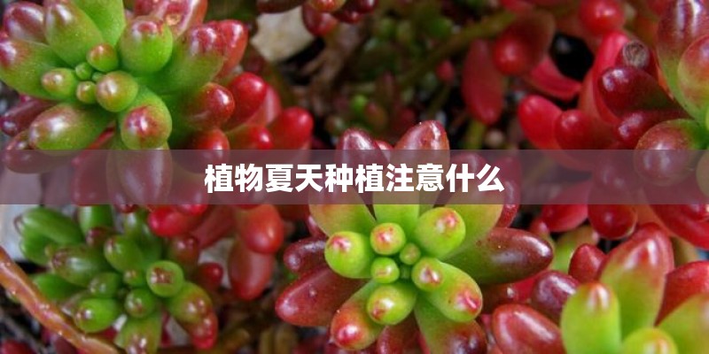 植物夏天种植注意什么