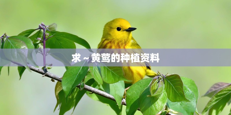 求～黄莺的种植资料