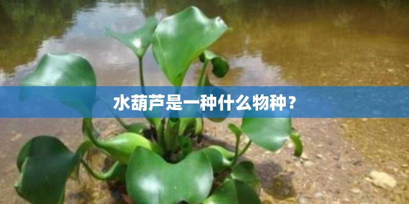 水葫芦是一种什么物种？