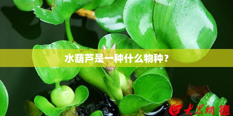 水葫芦是一种什么物种？