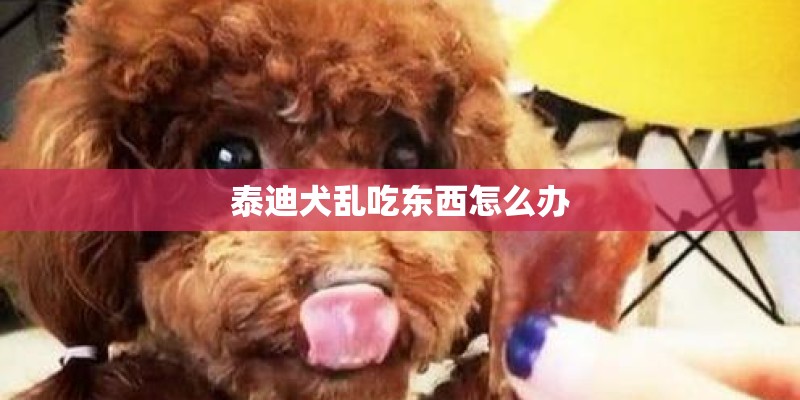泰迪犬乱吃东西怎么办
