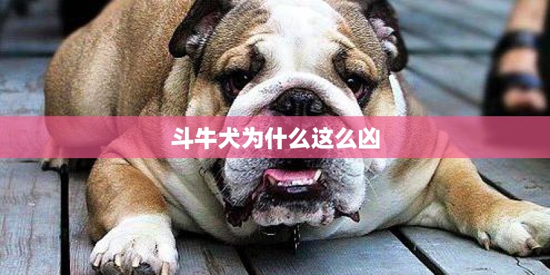斗牛犬为什么这么凶