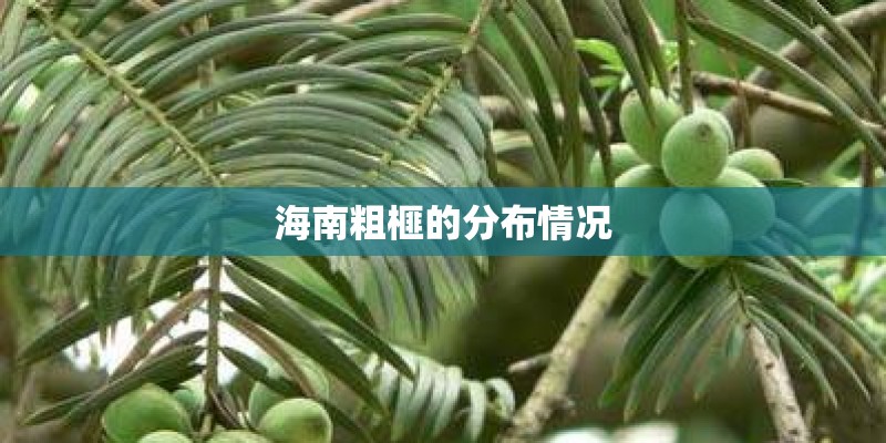 海南粗榧的分布情况