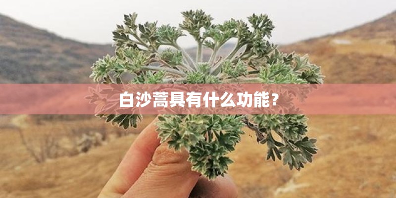 白沙蒿具有什么功能？
