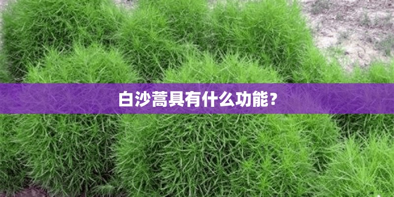 白沙蒿具有什么功能？