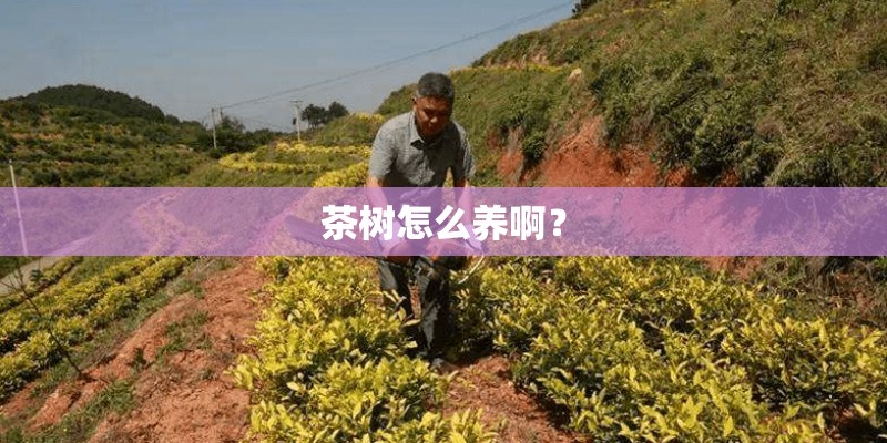 茶树怎么养啊？