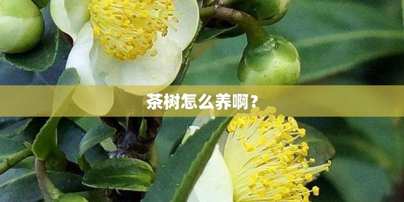 茶树怎么养啊？