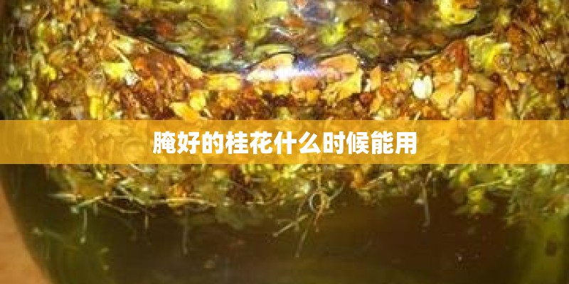 腌好的桂花什么时候能用