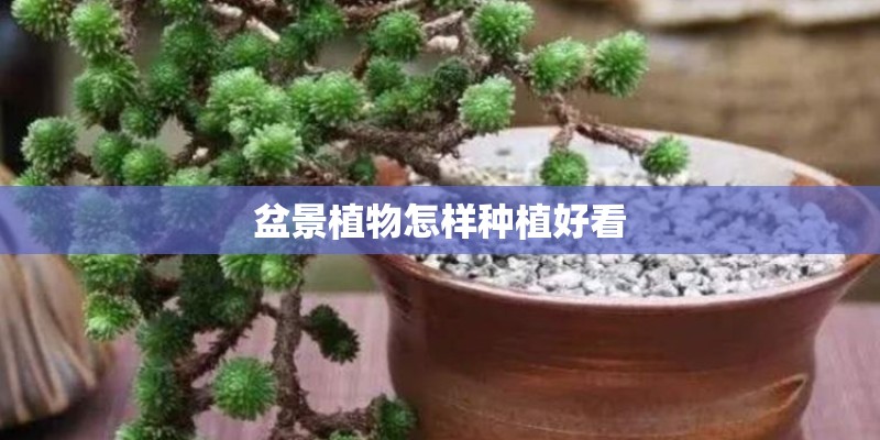 盆景植物怎样种植好看