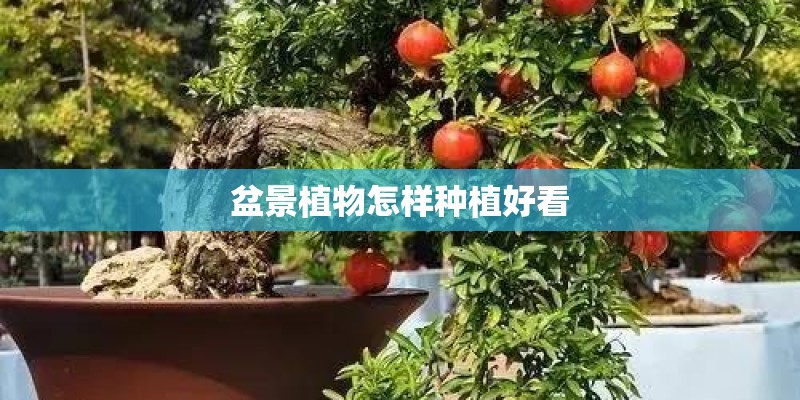 盆景植物怎样种植好看