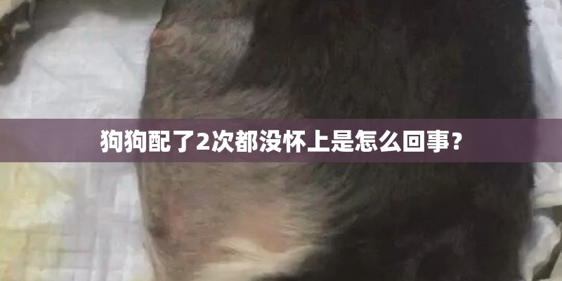 狗狗配了2次都没怀上是怎么回事？