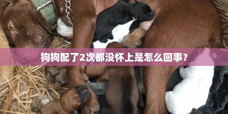 狗狗配了2次都没怀上是怎么回事？