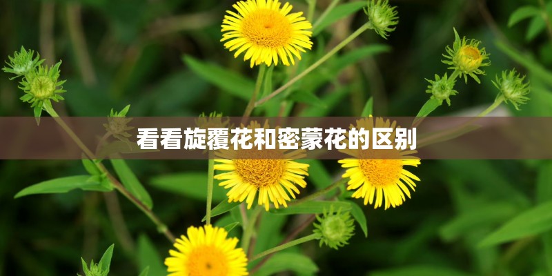 看看旋覆花和密蒙花的区别