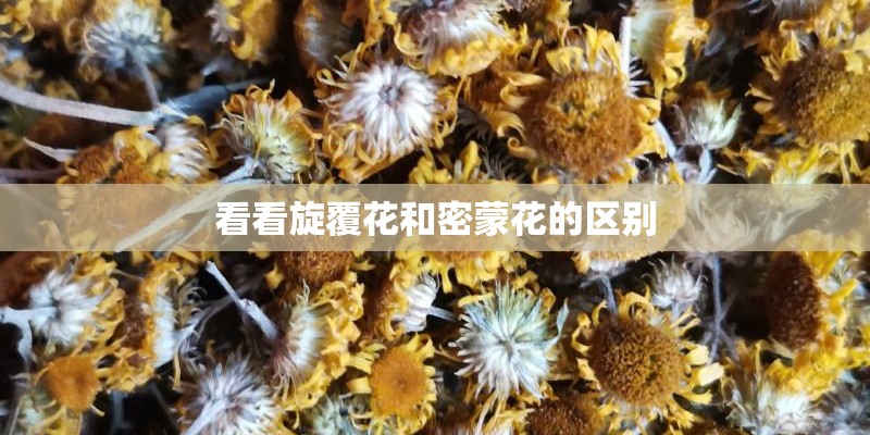看看旋覆花和密蒙花的区别