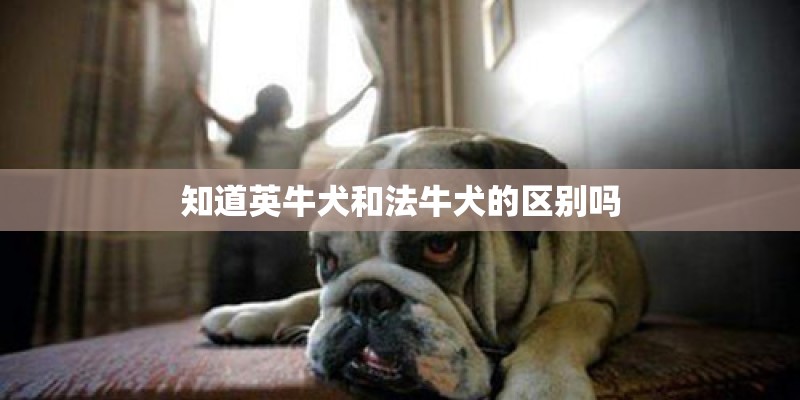 知道英牛犬和法牛犬的区别吗