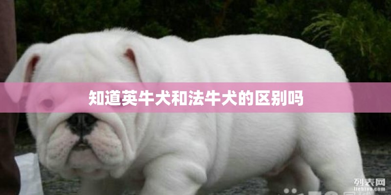 知道英牛犬和法牛犬的区别吗