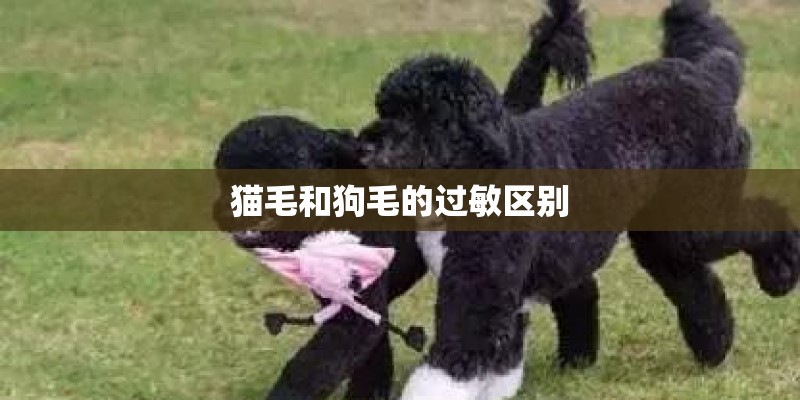 猫毛和狗毛的过敏区别