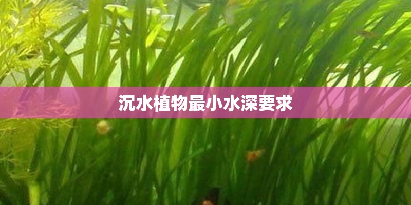 沉水植物最小水深要求