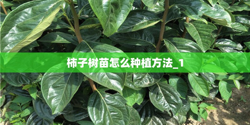 柿子树苗怎么种植方法_1