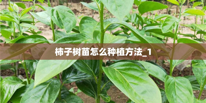 柿子树苗怎么种植方法_1