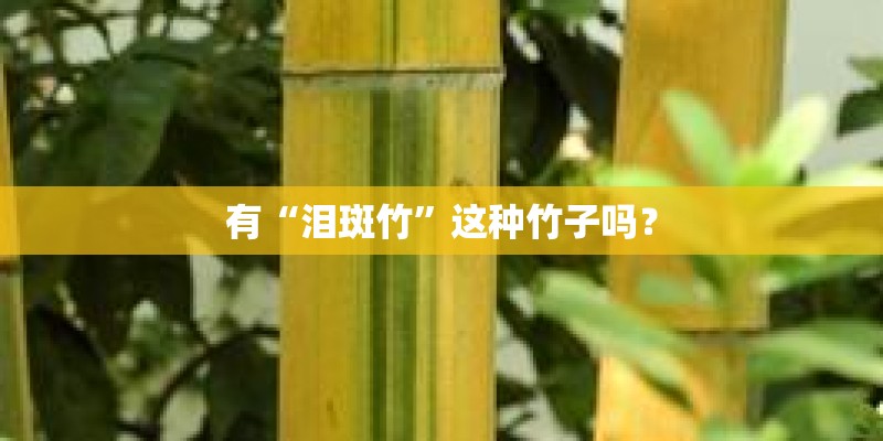 有“泪斑竹”这种竹子吗？