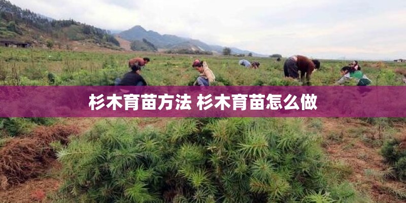 杉木育苗方法 杉木育苗怎么做