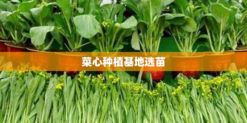 菜心种植基地选苗