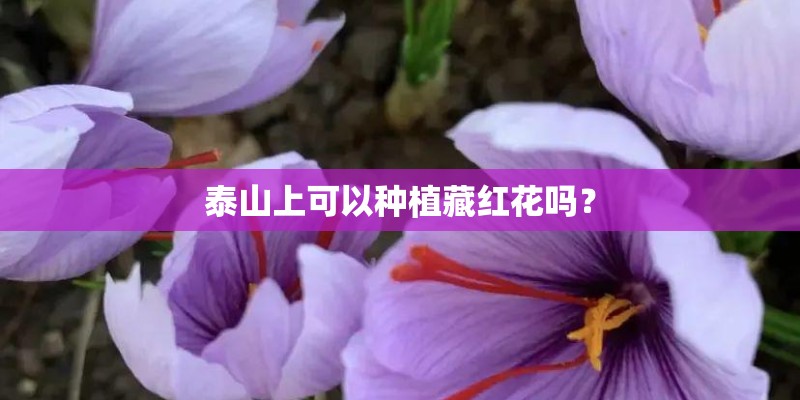 泰山上可以种植藏红花吗？