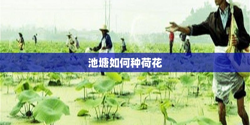 池塘如何种荷花