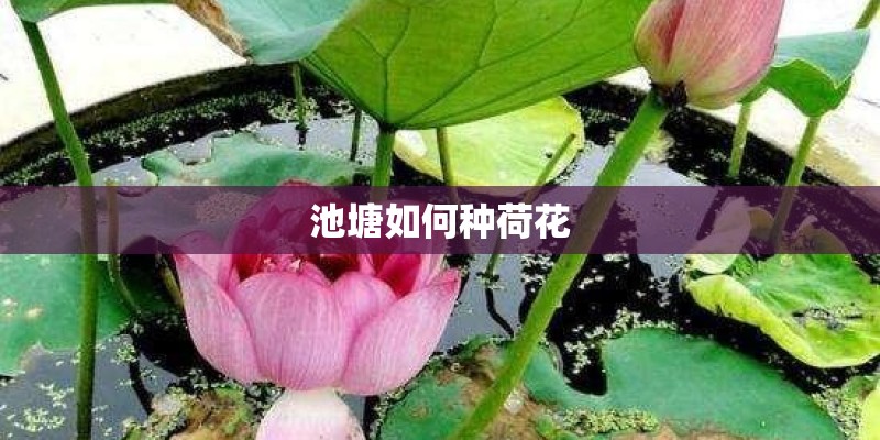 池塘如何种荷花
