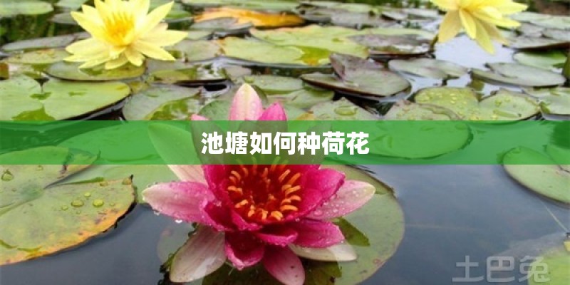 池塘如何种荷花